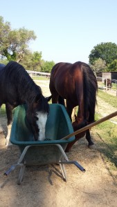 Charlie investigating the poop barrow.