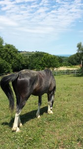 Charlie in newly cleaned paddock