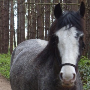 close up front view of Charlie.