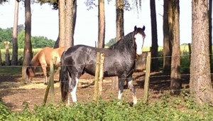 Charlie in profile. Shining in the sun