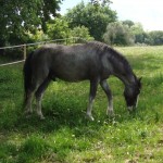 Charlie testing the Italian grass