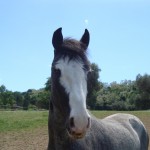 Charlie facing forward. Happy in his new home