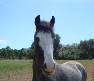 Charlie facing forward. Happy in his new home