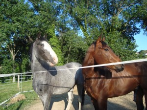 Charlie and Biscotto together next to fence.