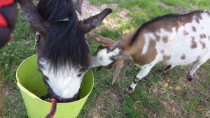 charlie and the goat