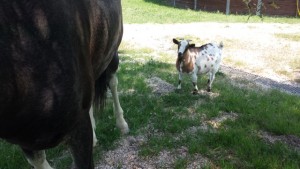 charlie with goat behind him