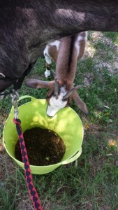 the goat eating charlie's food