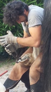 Daniele trimming horses hoof.