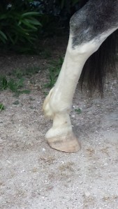 rear horses hoof recently trimmed (barefoot)