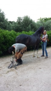 Daniele working on Charlie's rear hoof