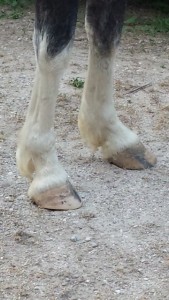 image showing the difference a good trim makes to the horses feet.