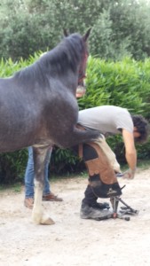 Daniele working on Charlie's front hoof.