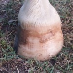 close up image of hoof after trimming.