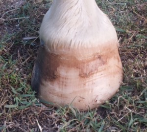 close up image of hoof after trimming.