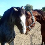 Charlie and Biscotto getting to know each other.