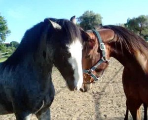 Charlie and Biscotto getting to know each other.