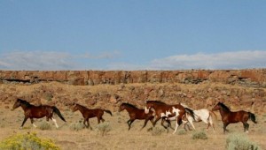 Taken by John Wheland.  Wild, free roaming horses in the U.S. Great Basin during 2010 and 2011.