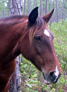 Ababco Barb, Spanish Mustang, extinct bahamas 