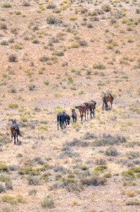 Wild Horses following ancient tracks (photo Luca Gandini)