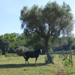 Charlie enjoying some natural shade under an olive tree in his paddock