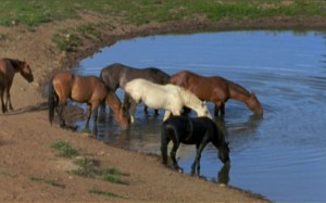 natural watering hole for horses