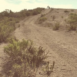 Paddock Paradise showing horses along a trail