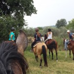 Charlie spots the Donkeys while out on a trail ride