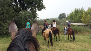 Charlie spots the Donkeys while out on a trail ride