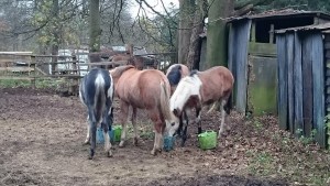 all the foals eating together