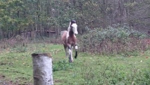 Diesel running around the paddock