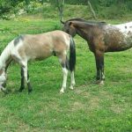 Diesel and King sharing a paddock