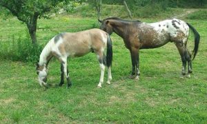 Diesel and King sharing a paddock