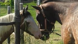 First sharing of breath