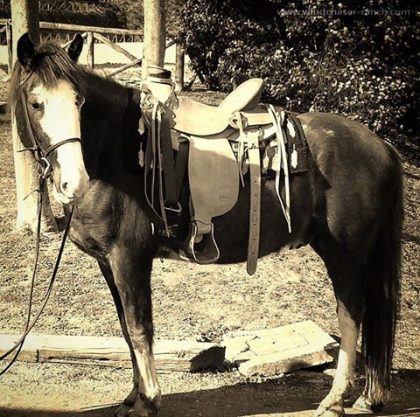 Charlie gets a new saddle