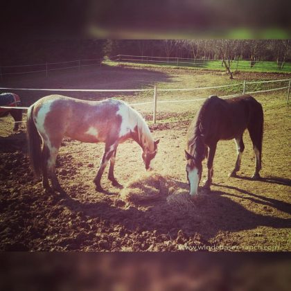 My boys, Sharing a meal