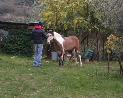 Paolo and Diesel - bonding