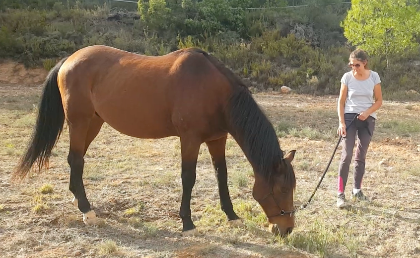 Maca, a handsome bay gelding