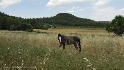 Lakota Windchaser - Spanish Mustang in Spain!