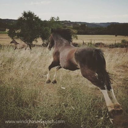 Charlie jumping for joy!