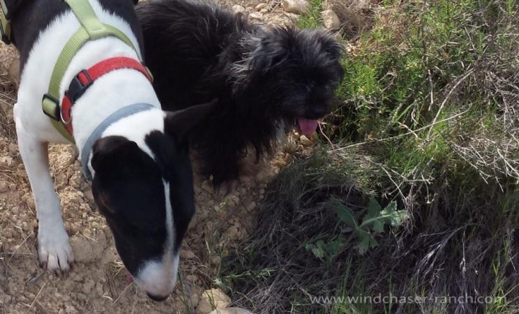 The Windchaser Ranch hounds exploring