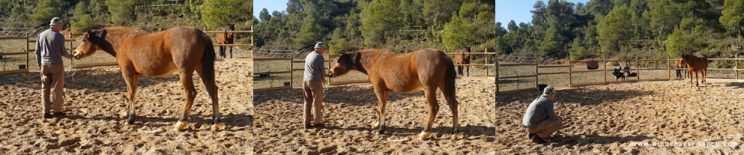 clicker training, Apache. +R Positive reinforcement, Halter training