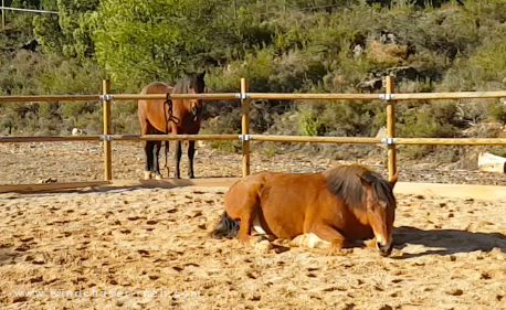 Apache asleep. relaxed and happy, sleeping happy horse