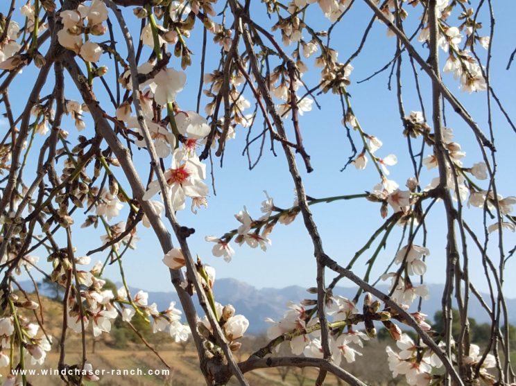 Almond blossom, Spring, 