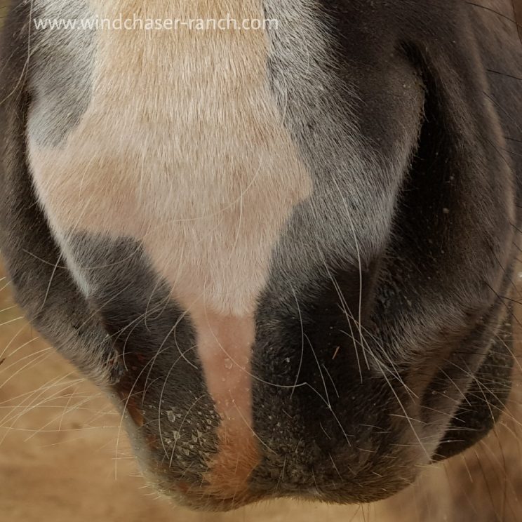 breathe, Horses muzzle, Spanish Mustang Rare breed