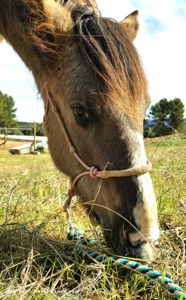 Chinook Wind, Happy Spanish Mustang