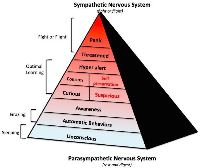 evidence based horsemanship, Sympathetic nervous system V Parasympathetic nervous system pyramid