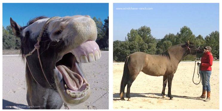 Yawning, Happy and relaxed horses, Spanish Mustang Kisses