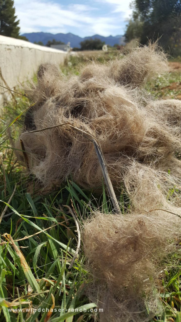 spring shedding, horse hair